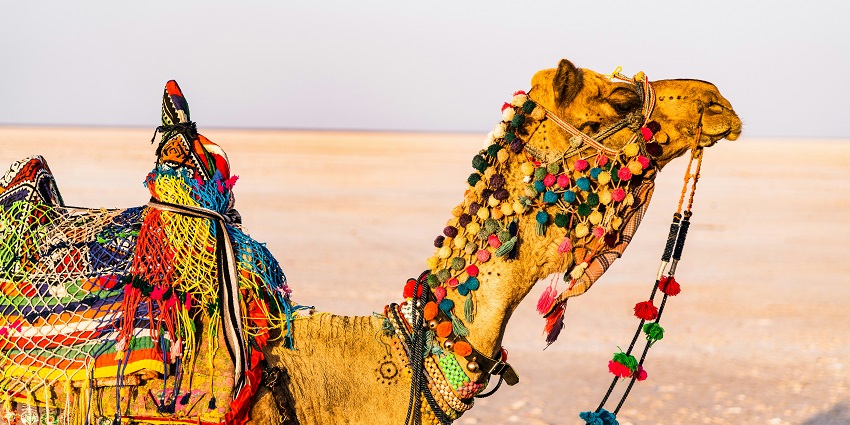 An image showing camel rides on the White Desert during the Rann Utsav festival in India.