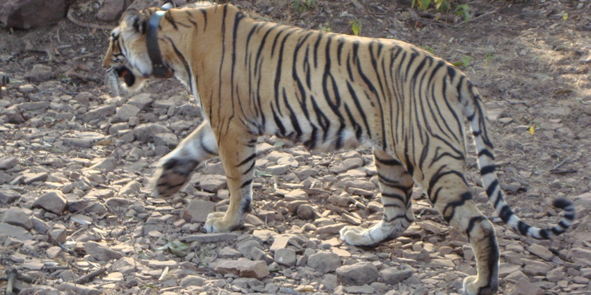 A historic wildlife sanctuary known for its tiger population and ancient fort ruins.