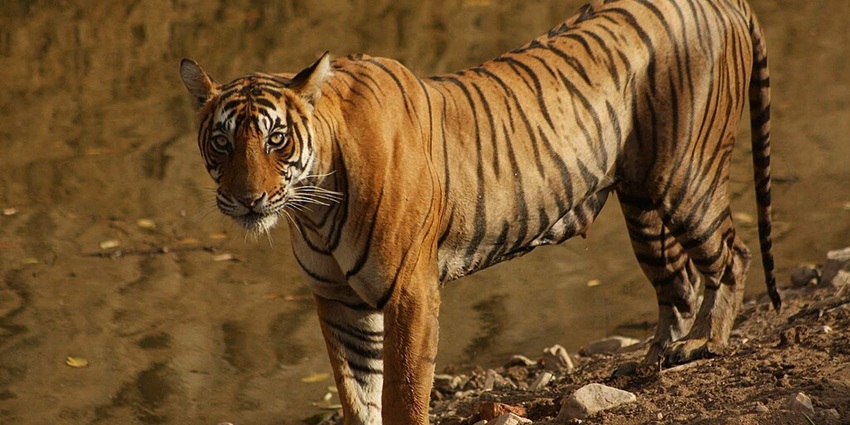 An image of a tiger in Ranthambore National Park, one of the top national parks in India