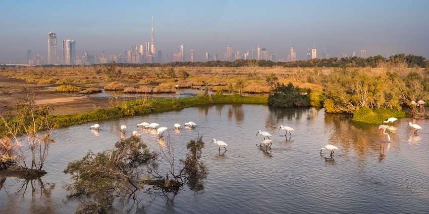 A serene refuge in Dubai, attracting flamingos, herons, and diverse wading birds.