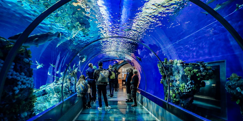 A fascinating underwater tunnel at Rayong Aquarium, showcases colourful marine life.