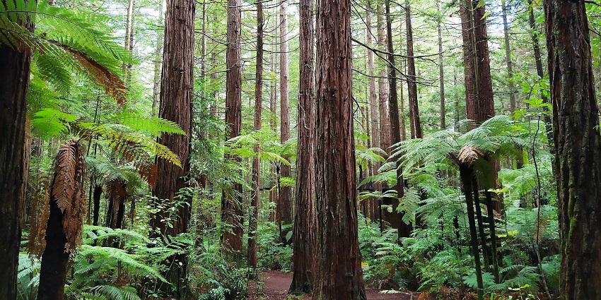 A peaceful trail in Redwoods Forest, is one of the places to visit in Rotorua, New Zealand