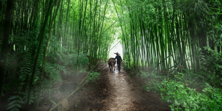 A serene trail surrounded by tropical forest, one of the best things to do in Yap.