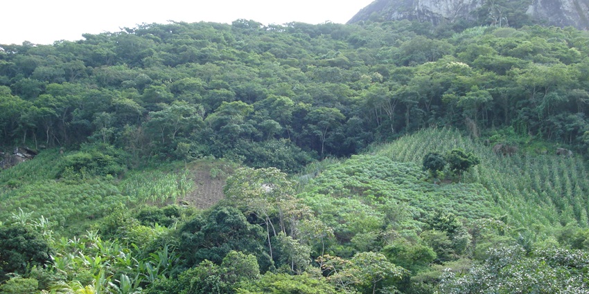 Lush jungle surrounding the Emerald Pool Krabi, Thailand, with vibrant greenery