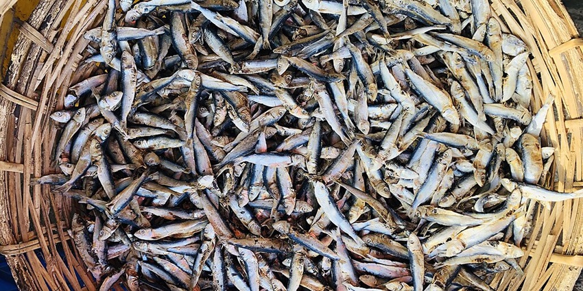 A large woven basket filled with dried caught small fish, displayed at a local market.