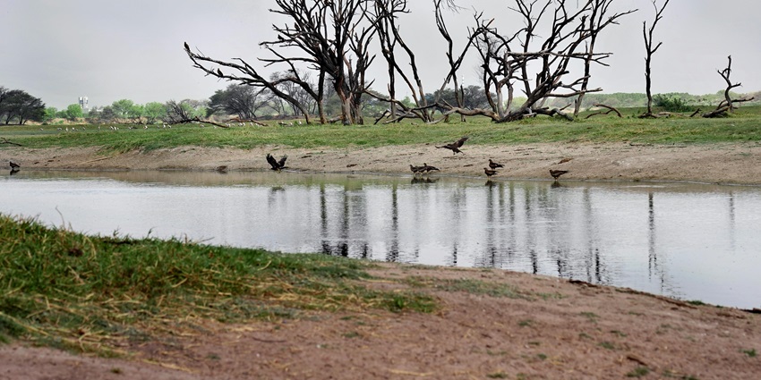 Lake with a small water body, birds sitting near the sandy shoreline and dry trees