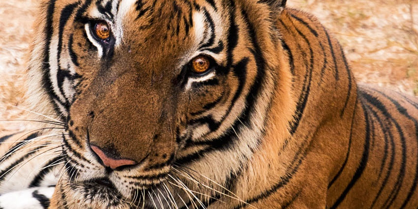 A tiger in Ridiyagama Safari Park, a place to visit in Hambantota.