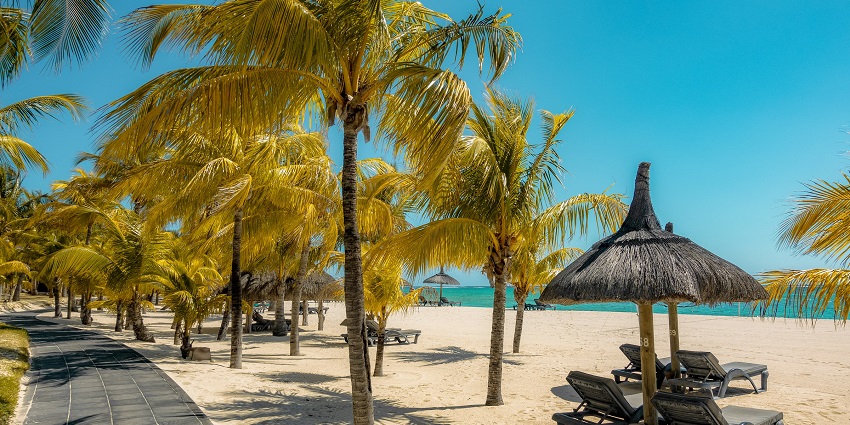 An image of golden palm trees at the shoreline of the Rose Hill in Mauritius.