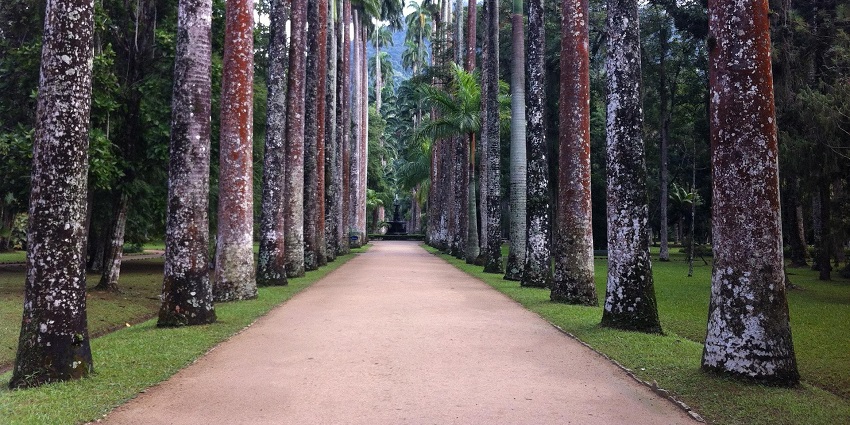 An image showing trees and a botanical garden, resembling the Royal Botanical Park, Lamperi.