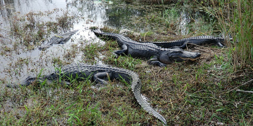 An image of a pond of Alligators near Royal Palm Visitor Center