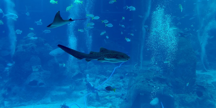 Aquatic scene at S.E.A. Aquarium featuring a leopard shark, stingray, fish, and divers