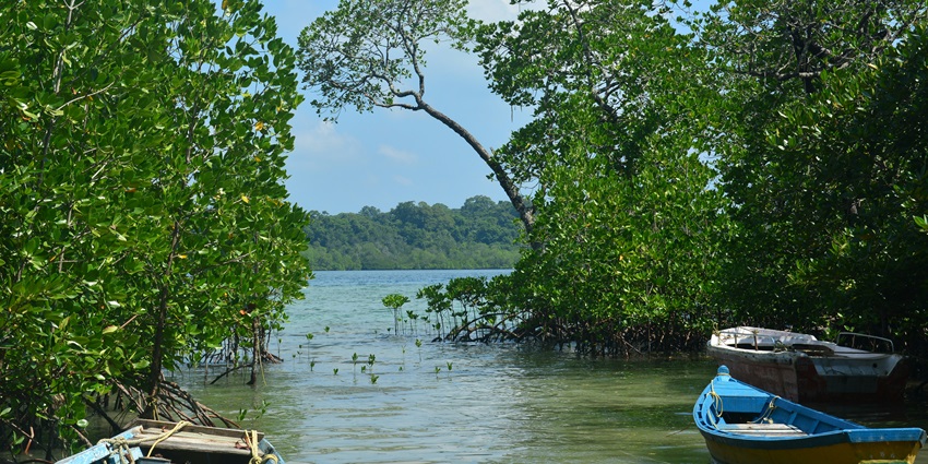 An image of multiple kayaks on a water body surrounded by lush green trees in the day.