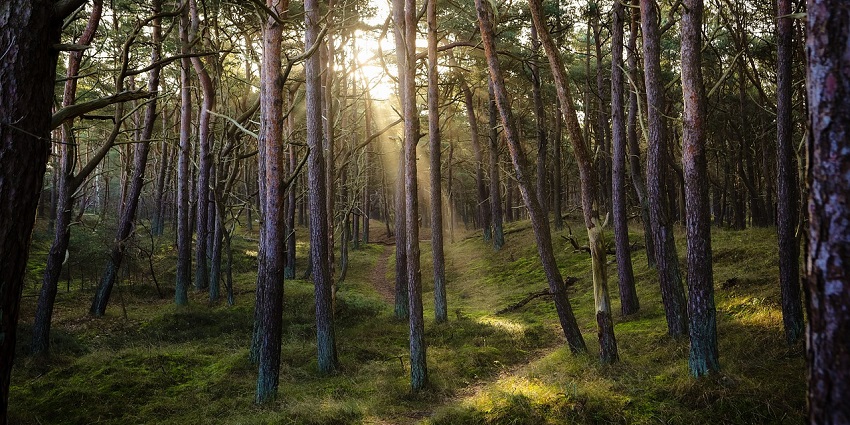 An image of the Sadhana Forest Sanctuary, a famous tourist place in Pondicherry