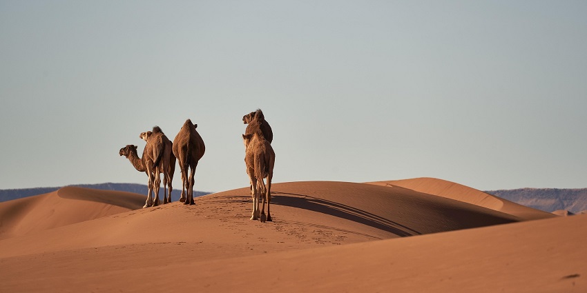 Three camels walking in the golden desert during the daylight under the clear sky.
