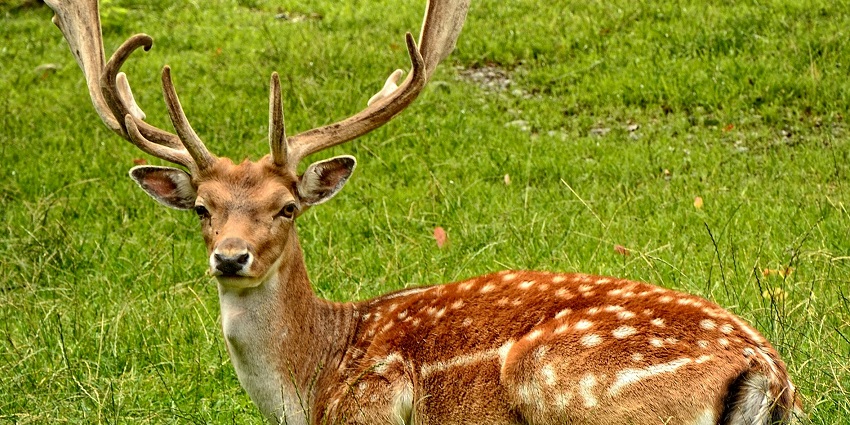 View of a deer on the landscapes of Sakteng Wildlife Sanctuary in Samdrup Jongkhar