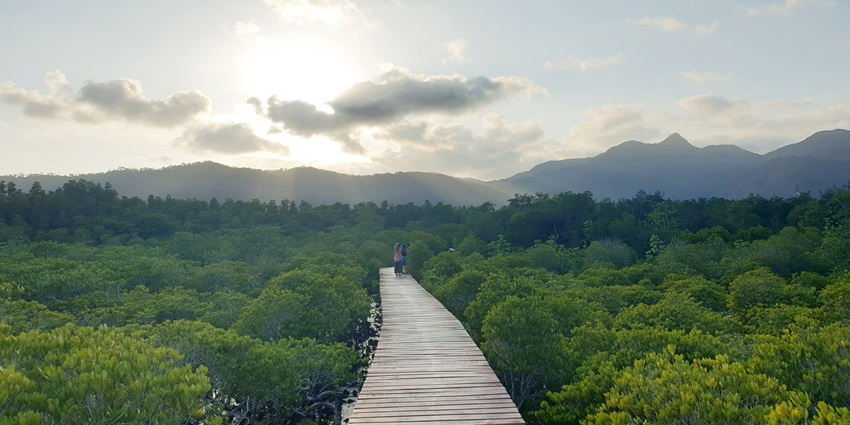Experience a treetop walk at Salakpetch Mangrove Forest, Ko Chang, in Mu Ko Chang National Park