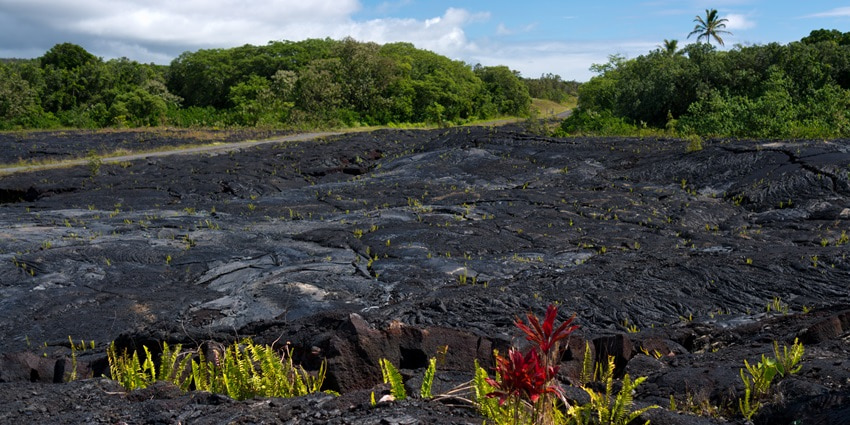 One of the places to visit on The Samoa Islands, ghostly beautiful Saleaula Lava ruins.