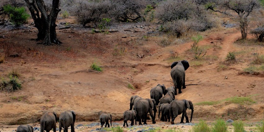 View of a herd of elephants wading in the Sambhar Wildlife Sanctuary