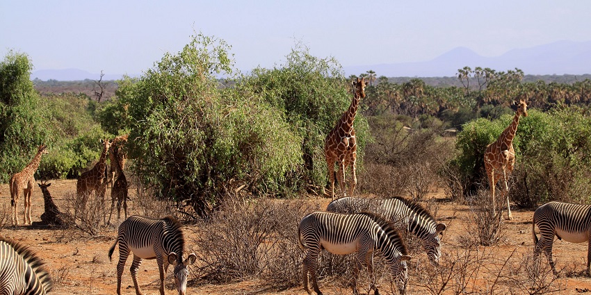 Encounter wildlife such as Grevy’s zebras and reticulated giraffes and Samburu’s landscapes.