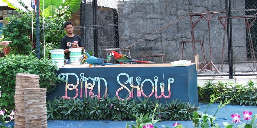 The Samui Aquarium and Tiger Zoo is a great way to experience the diverse wildlife and marine conservation efforts.