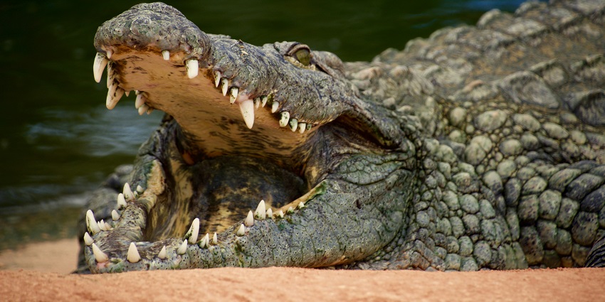 A glimpse of a crocodile spotted at the famous Crocodile Farm & Zoo in Thailand.