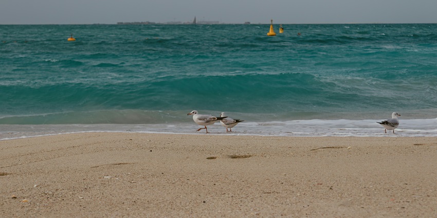 Birds roaming around the sandy shore of a beach in Fujairah with turquoise waters in the background