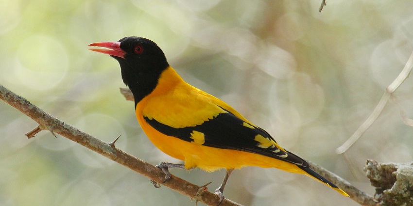 An image of a yellow and black bird with a red beak perched on a branch in the Sanjay National Park