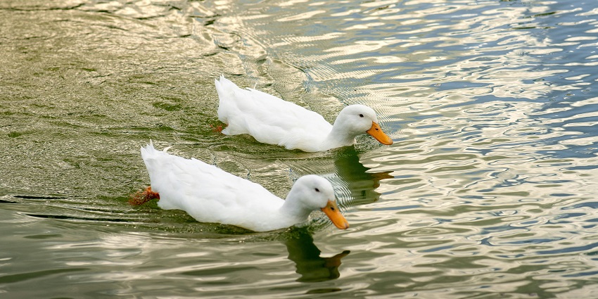 Two ducks glide peacefully across a serene lake, creating gentle ripples in the water