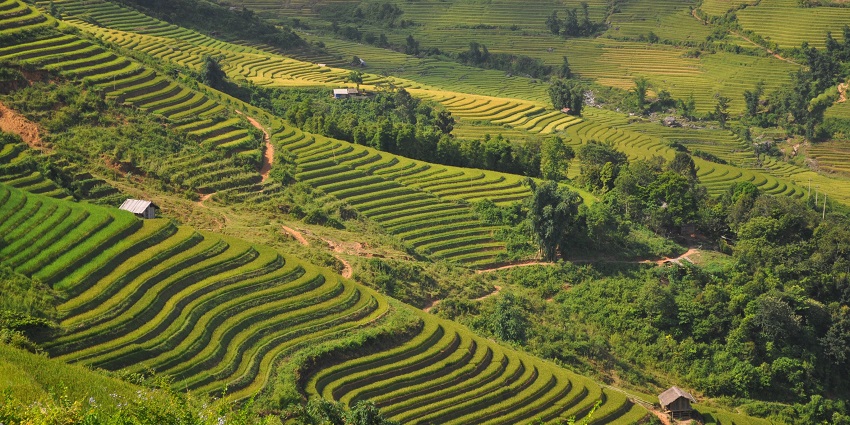 An image showing Sa Pa, Vietnam, with terraced rice fields and mountains in the background.