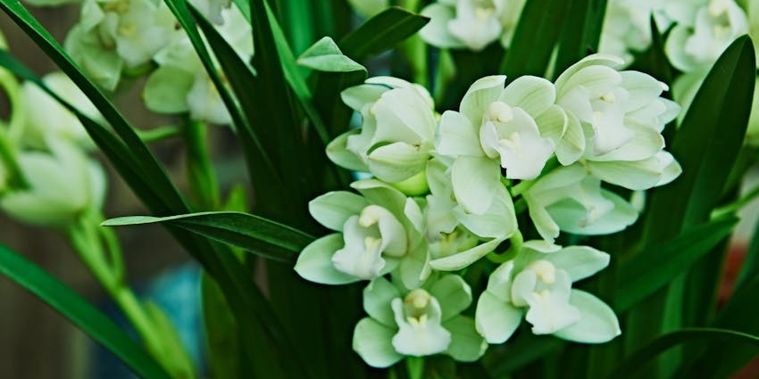 The Sarawak Orchid Garden is a botanical paradise in Kuching for travellers to explore.