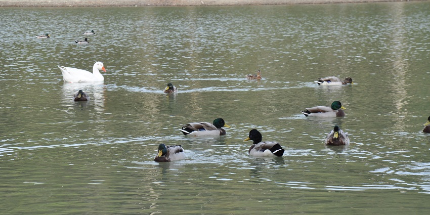 White Mother duck and black and white baby ducks swimming in the clear waters of a lake