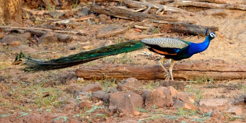A scenic view of Satpura National Park, one of the top wildlife sanctuaries near Indore
