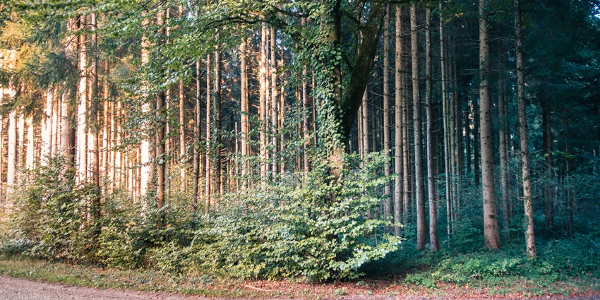 Schönefeld forest and nature reserve with dense, tall green trees and a water body.