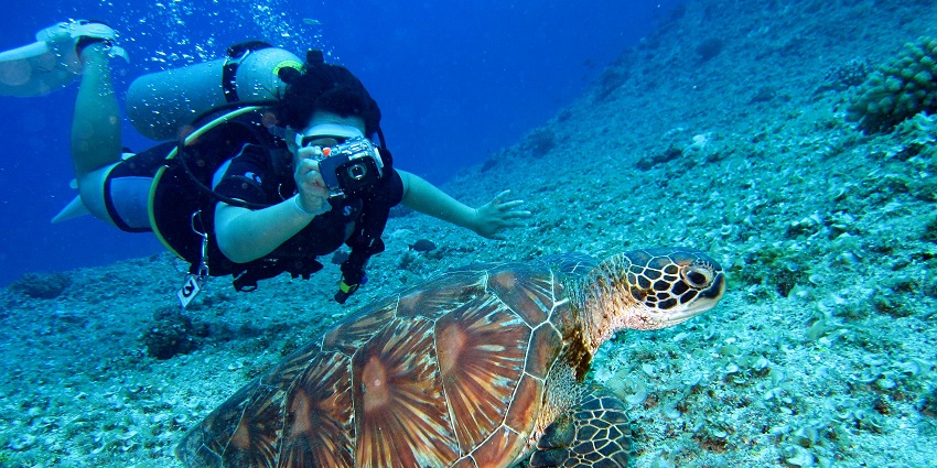 An image of a diver in a wetsuit and blue gloves holding a sea urchin in the water.