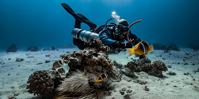 Image of a scuba diver observes a clownfish nestled in a sea anemone on a vibrant coral reef.