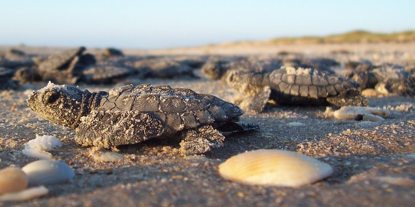 A baby turtle slowly heads toward the waves on golden sand
