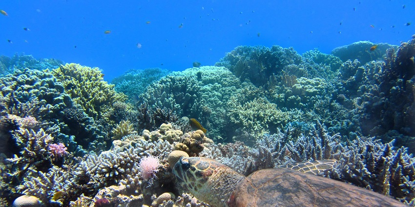 An image of underwater views while sea walking in Nusa Dua, one of the best water sports.