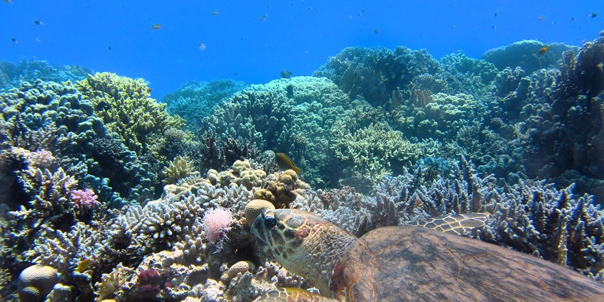An image of underwater views while sea walking in Benoa Bali, one of the best water sports
