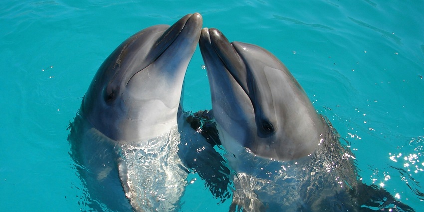 Watching dolphins in their natural habitat is one of the best things to do in Addu City.