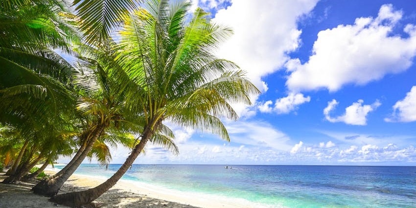 Picturesque view of the Secret Beach, with tall palm trees standing on the golden shores