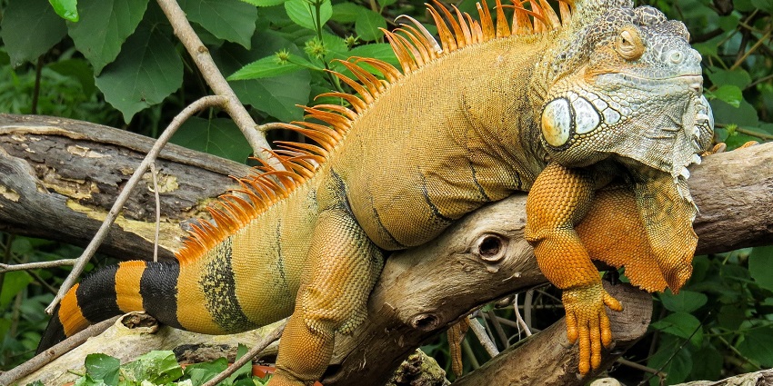 An iguana is staring closely, its textured skin and sharp features standing out vividly