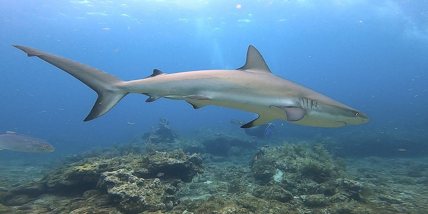 Things to do in the Maldives in February include witnessing graceful manta rays and reef sharks gliding through crystal-clear waters.
