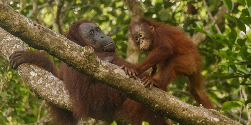 Things to do in Kuching: Explore the Semenggoh Wildlife Centre