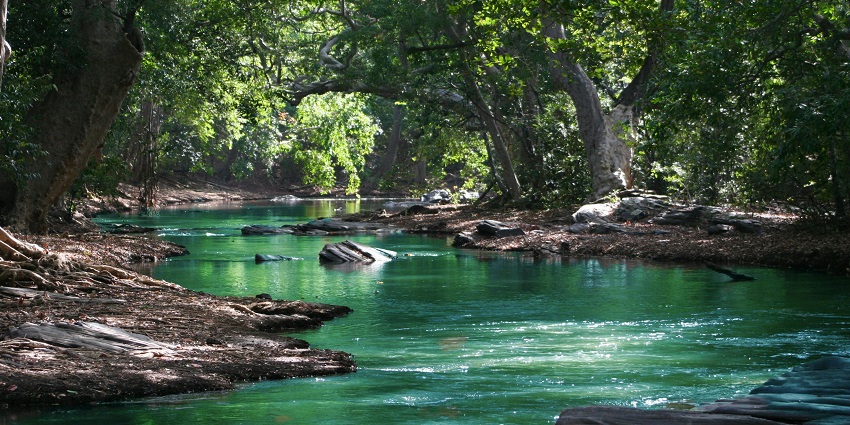 An image of the Seekoei River Nature Reserve, surrounded by trees, rocks, and foliage.