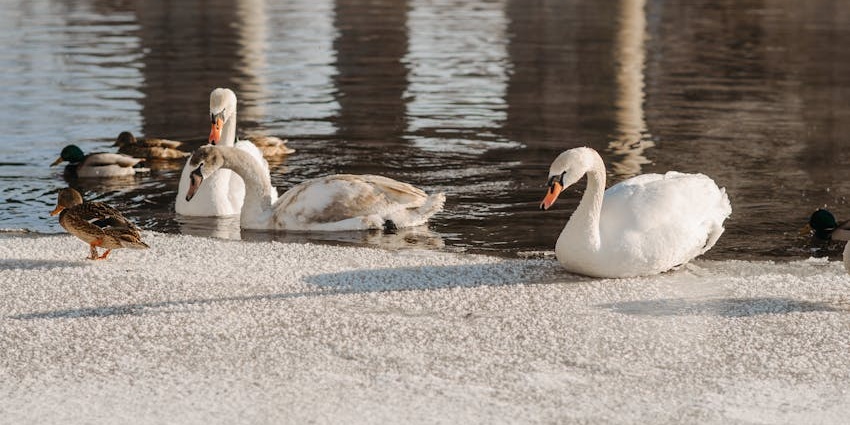 An image of swans and ducks gliding on a peaceful lake, resembling the lakes in India.