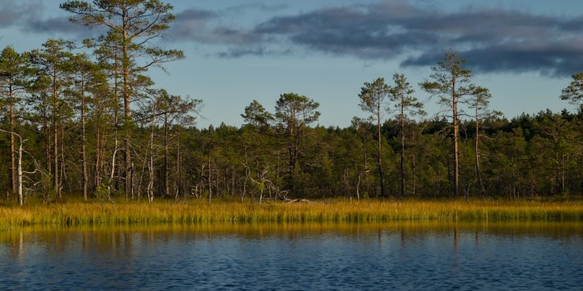 An image of a serene Selvampathy Lake at dawn, surrounded by a verdant forest.