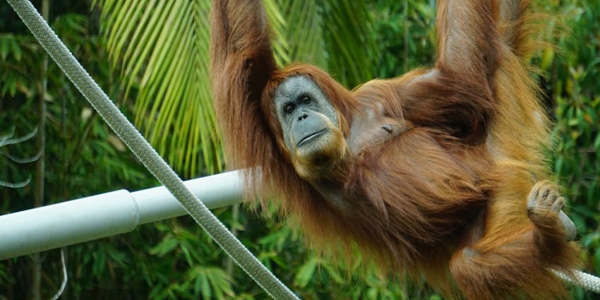 Semenggoh Wildlife Rehabilitation Centre is one of the best tourist destinations.