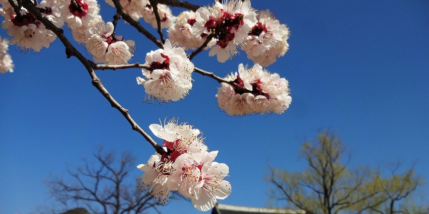 Cherry blossoms at Gyeongbokgung Palace, a must-see among places to visit in Asia in March