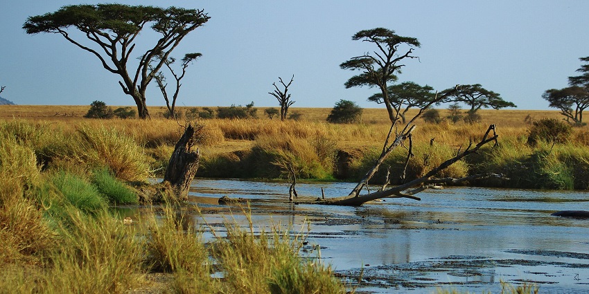 A view of the Serengeti National Park in Tanzania, showcasing vast golden grasslands