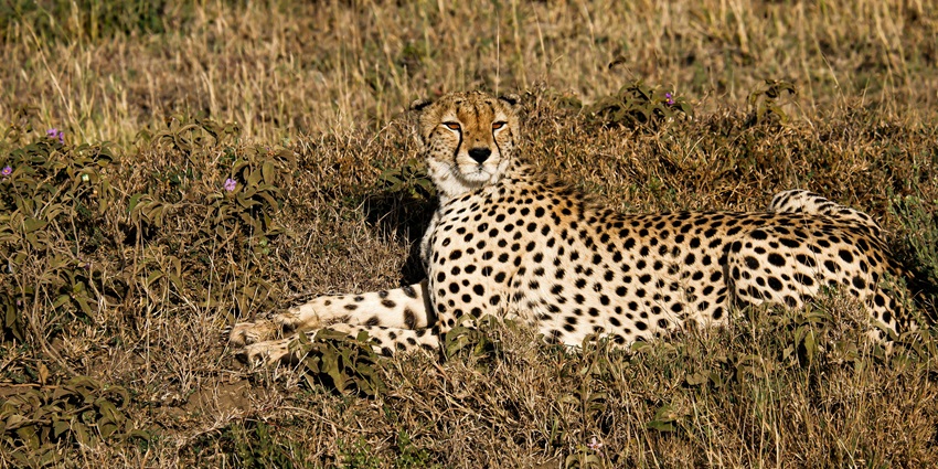 Cheetah resting in tall grass in the wild, blending with its natural surroundings–places to visit in africa in october